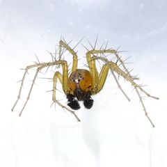 Oxyopes