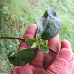 Valeriana laurifolia