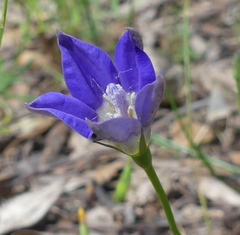 Wahlenbergia gracilenta