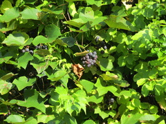 Vitis vinifera