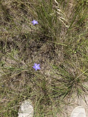 Wahlenbergia stricta