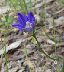Wahlenbergia gracilenta