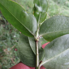Valeriana laurifolia
