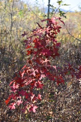Quercus palustris