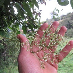 Valeriana laurifolia