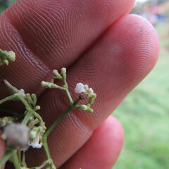Valeriana laurifolia