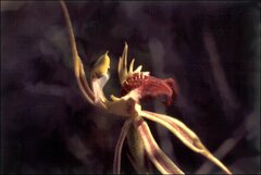 Caladenia dilatata