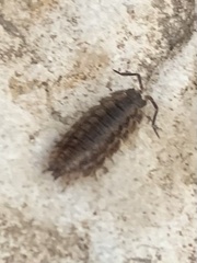 Armadillidium nasatum