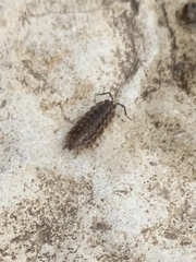 Armadillidium nasatum