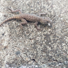 Sceloporus nelsoni