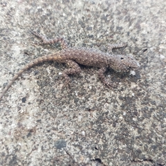 Sceloporus nelsoni