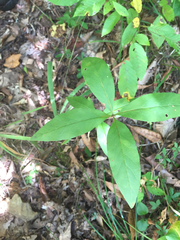 Lysimachia quadrifolia