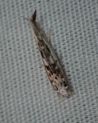 Erechthias mystacinella