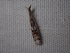 Erechthias mystacinella