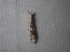 Erechthias mystacinella