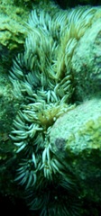 Lebrunia neglecta