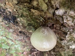 Pluteus leucoborealis