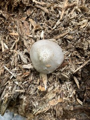 Pluteus leucoborealis