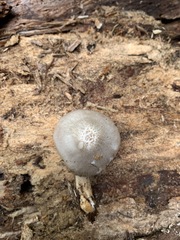 Pluteus leucoborealis