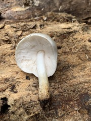 Pluteus leucoborealis