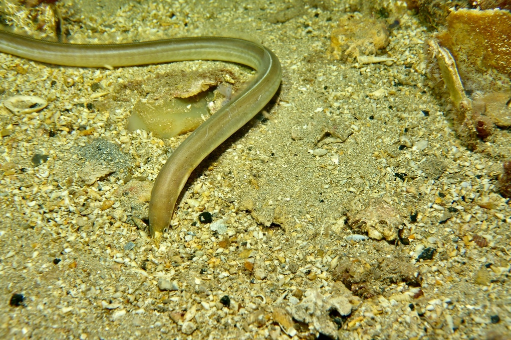Snake Eels from Edithburgh SA 5583, Australia on November 07, 2022 at