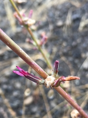 Stephanomeria virgata