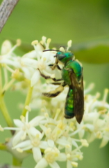 Agapostemon splendens