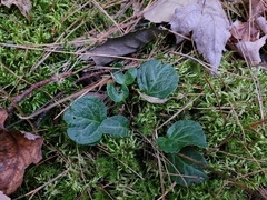 Pyrola americana