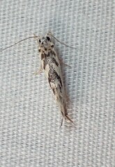 Erechthias mystacinella
