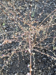 Stephanomeria virgata