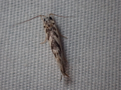 Erechthias mystacinella