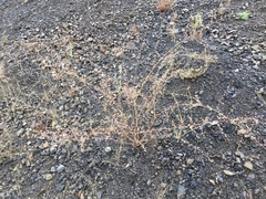 Stephanomeria virgata