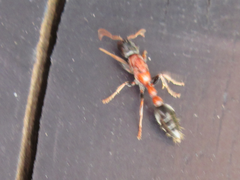 Tetraponera rufonigra
