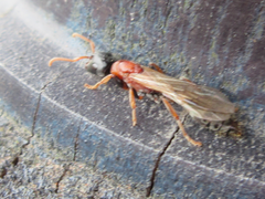 Tetraponera rufonigra