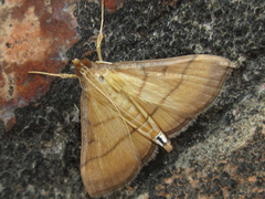 Cnaphalocrocis