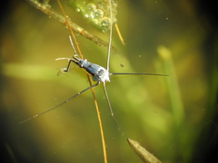 Neogerris hesione