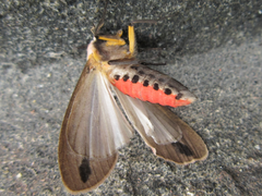 Creatonotos