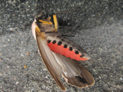 Creatonotos