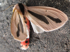 Creatonotos