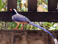 Urocissa erythroryncha
