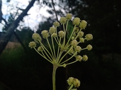 Lippia myriocephala