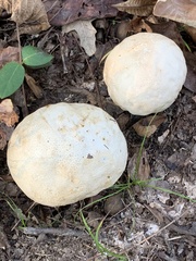 Calvatia