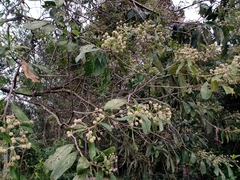 Lippia myriocephala