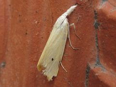 Scirpophaga incertulas