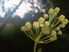 Lippia myriocephala