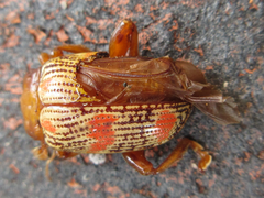 Podontia dalmani