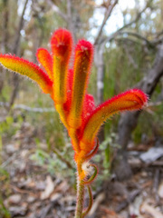 Anigozanthos humilis