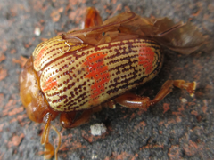 Podontia dalmani