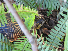 Terrapene carolina bauri