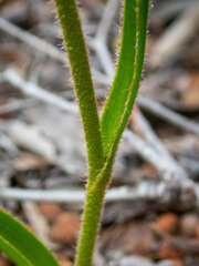 Anigozanthos humilis